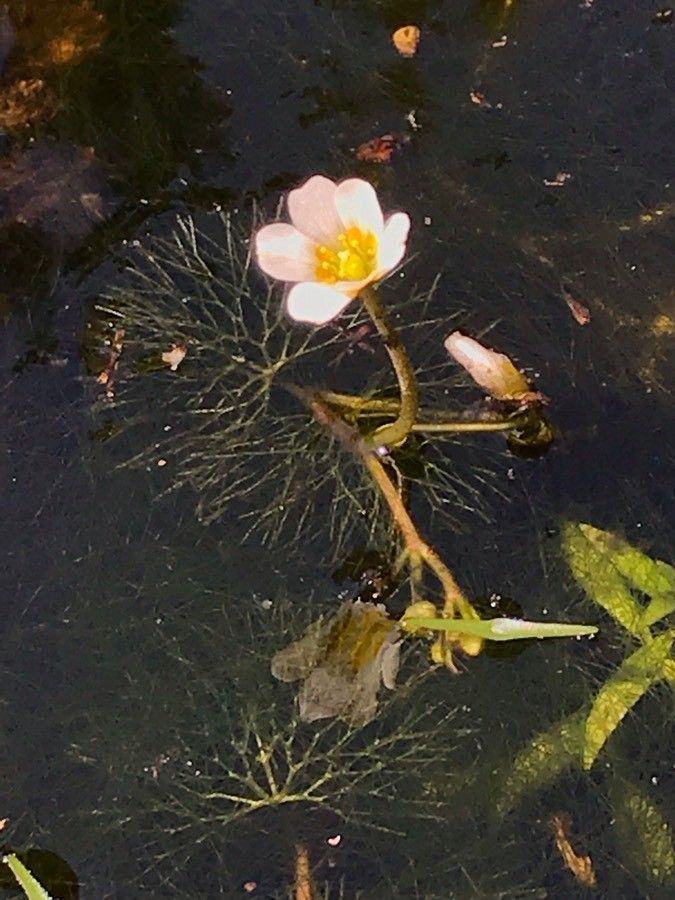 Cabomba caroliniana flower