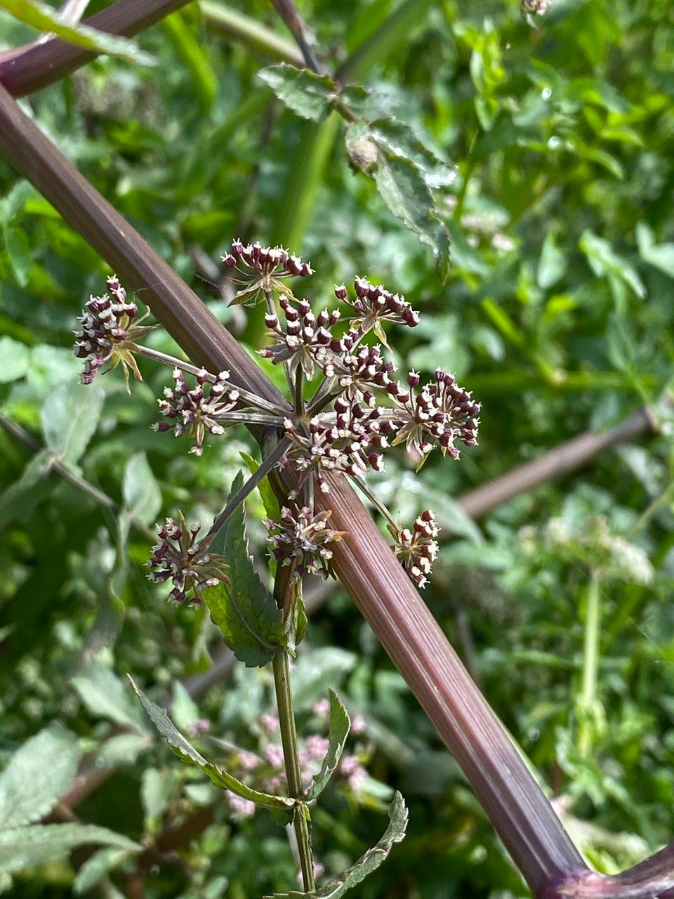 Apium nodiflorum fruit