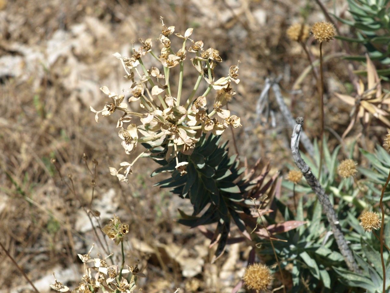 Euphorbia oxyphylla — houseplant care guide