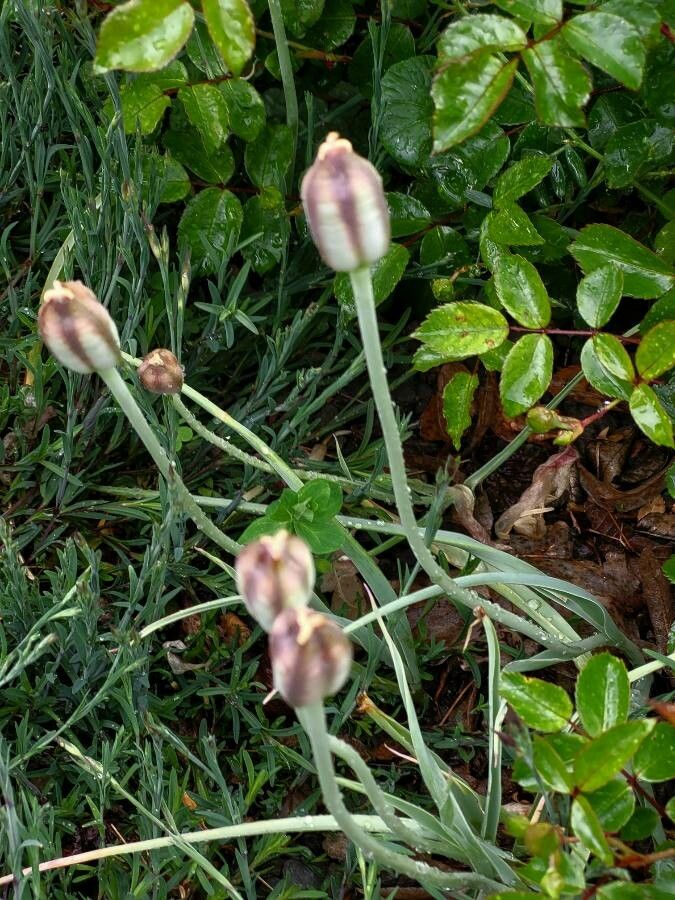 Tulipa humilis fruit