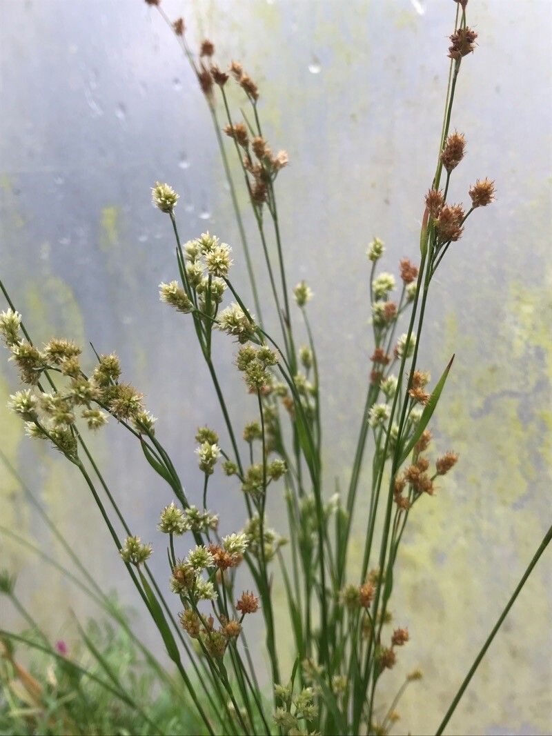 Luzula pallidula habit