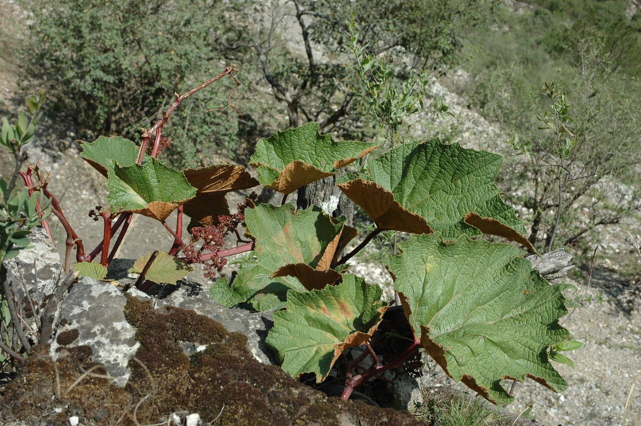 Ampelocissus rugosa — houseplant care guide