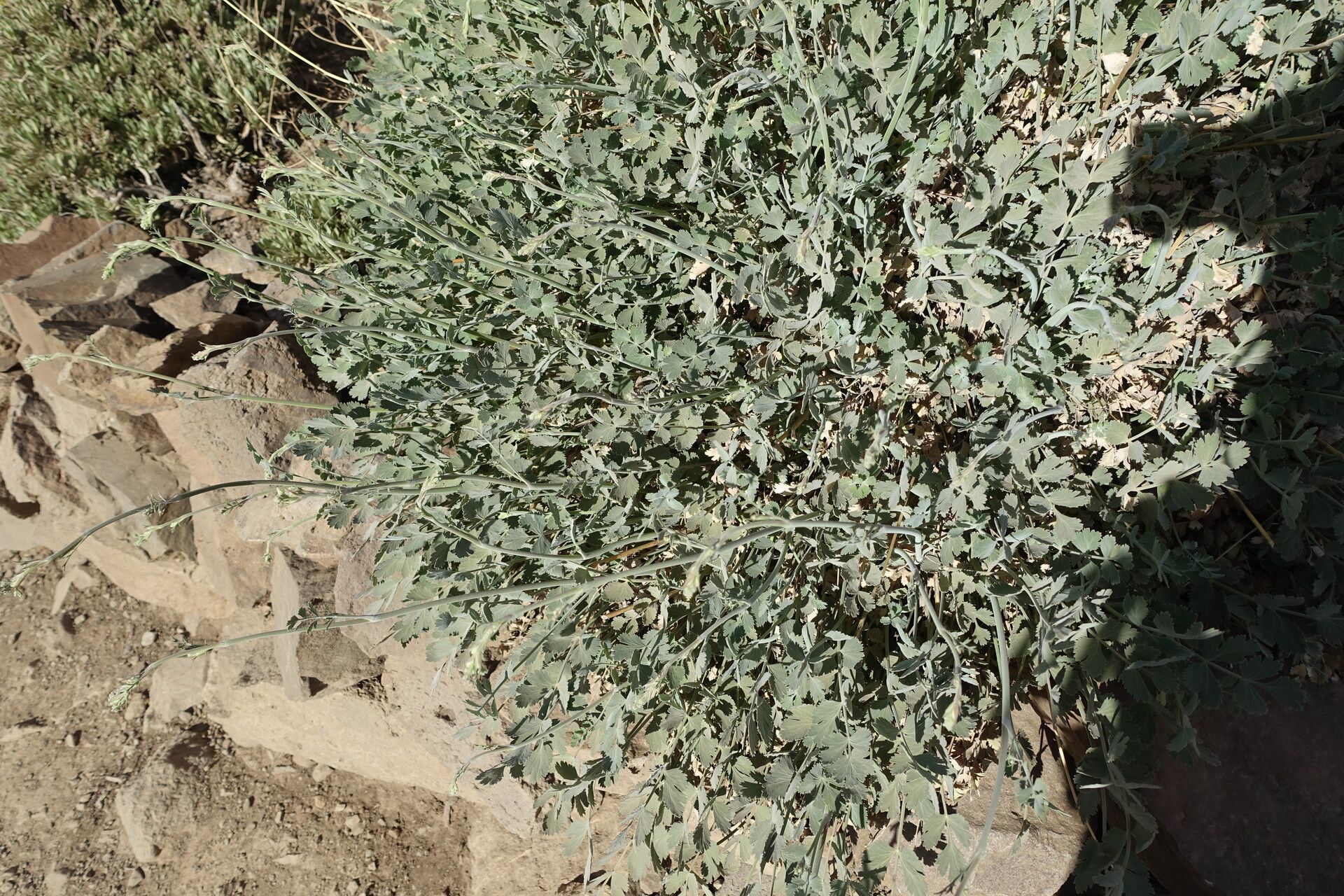 Pimpinella cumbrae flower