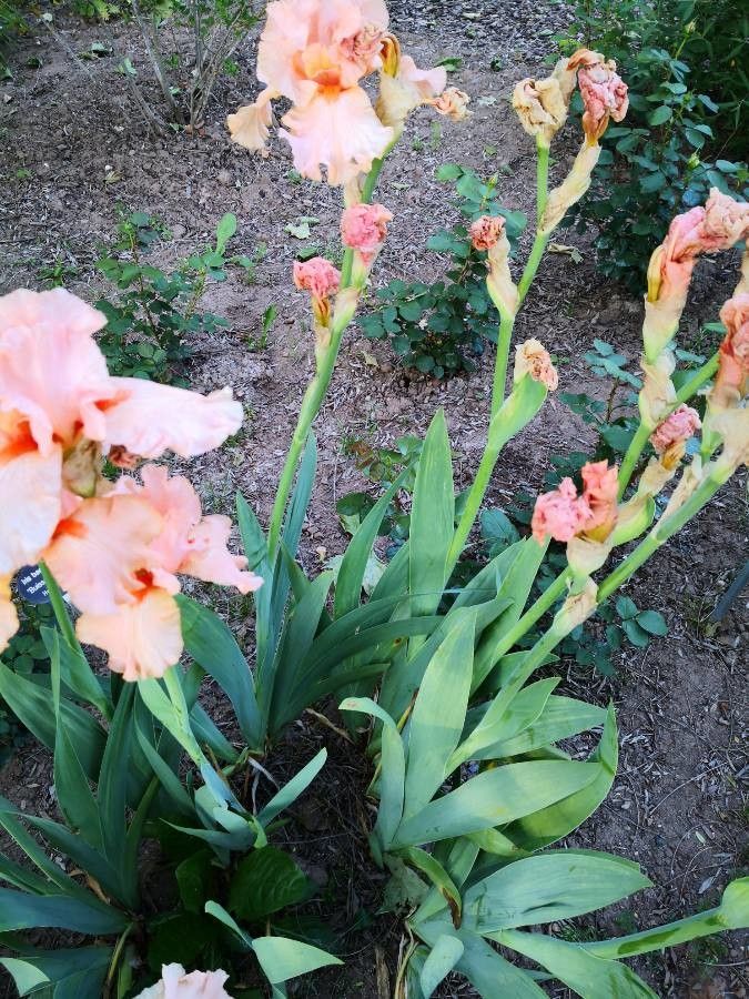 Iris barbatula habit