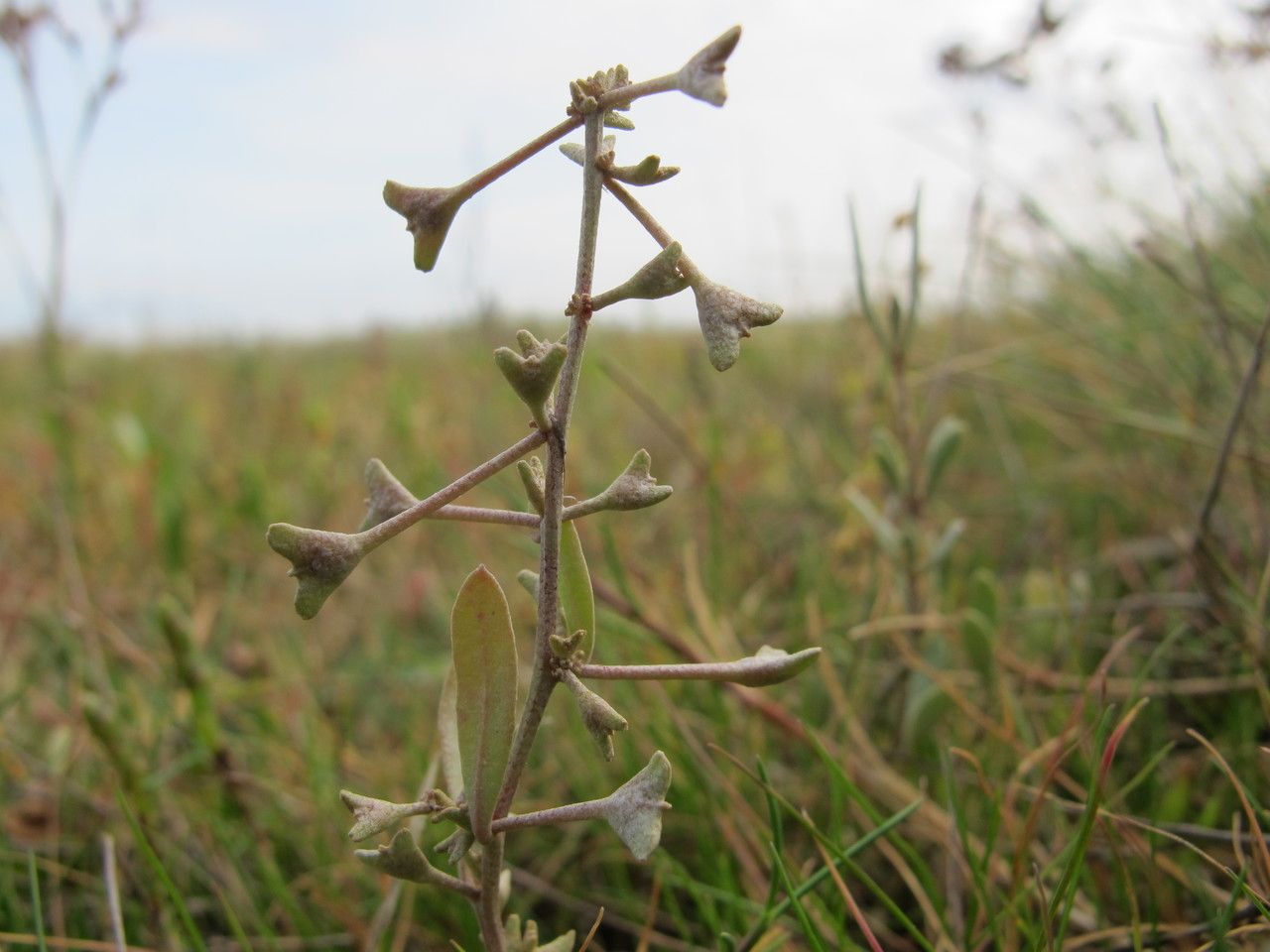 Atriplex pedunculata fruit