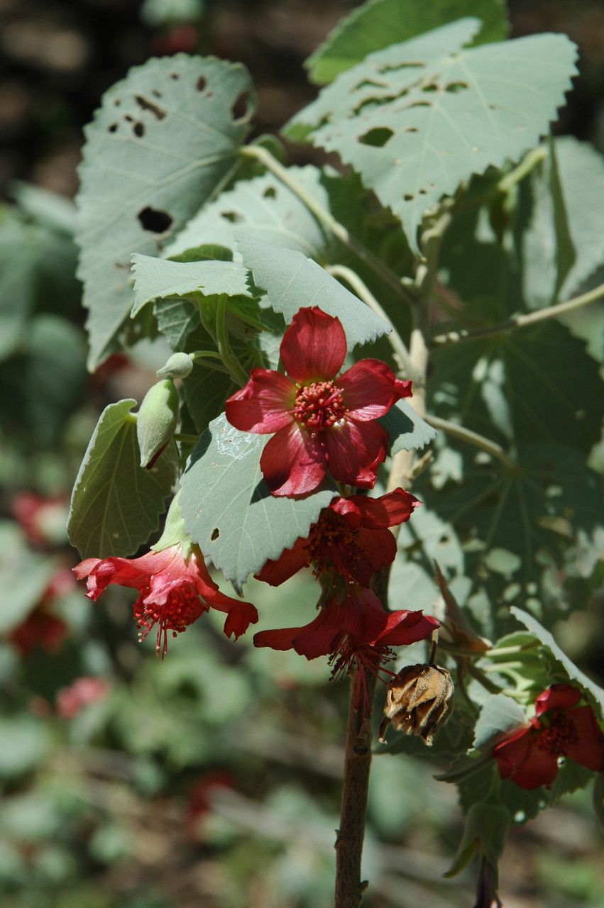 Abutilon menziesii flower
