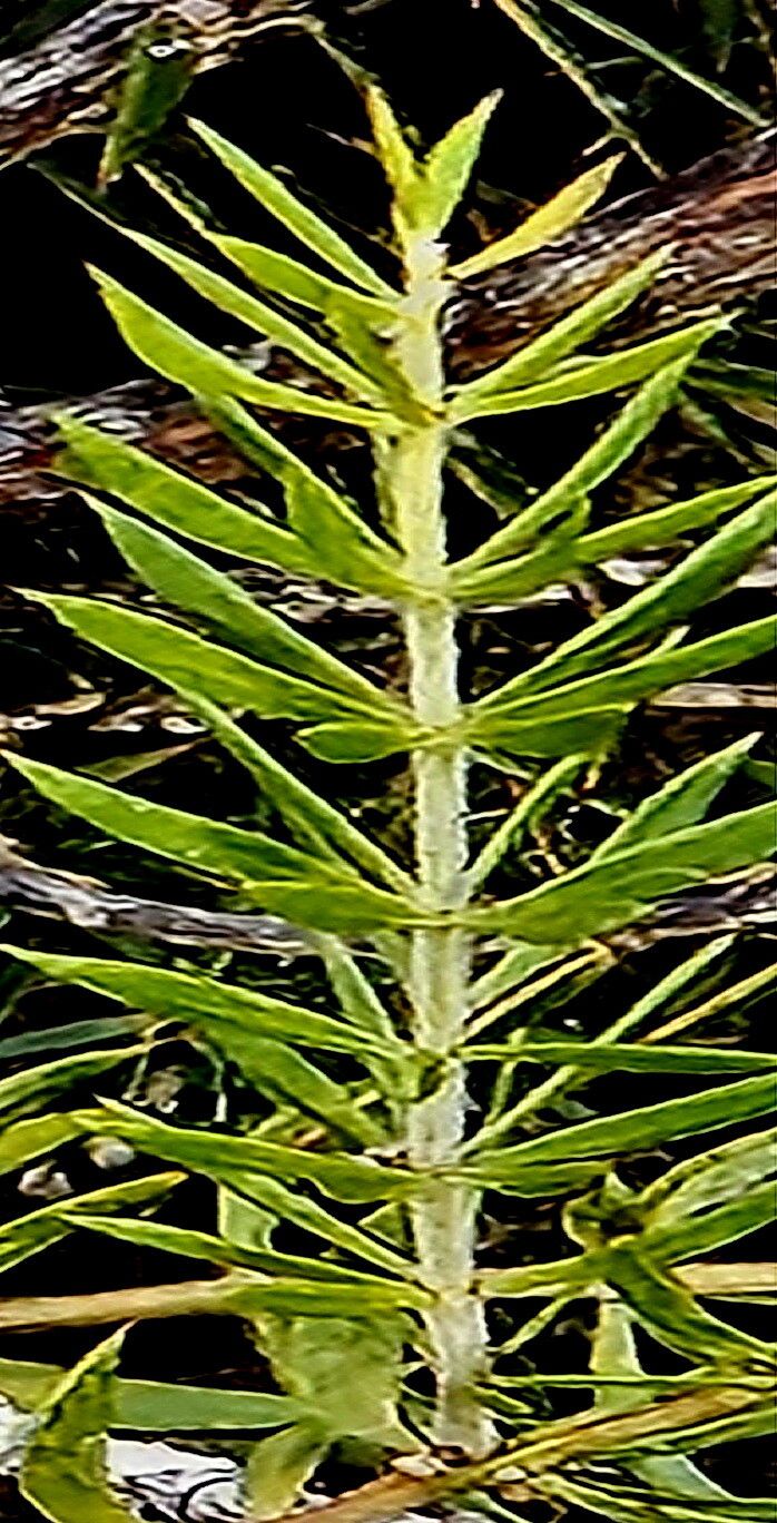 Leptecophylla oxycedrus — related species from the same genus
