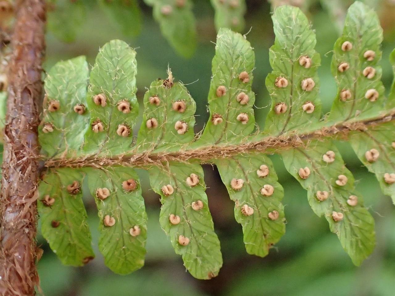 Dryopteris crassirhizoma leaf