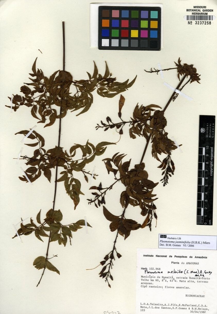 Pleonotoma jasminifolia other