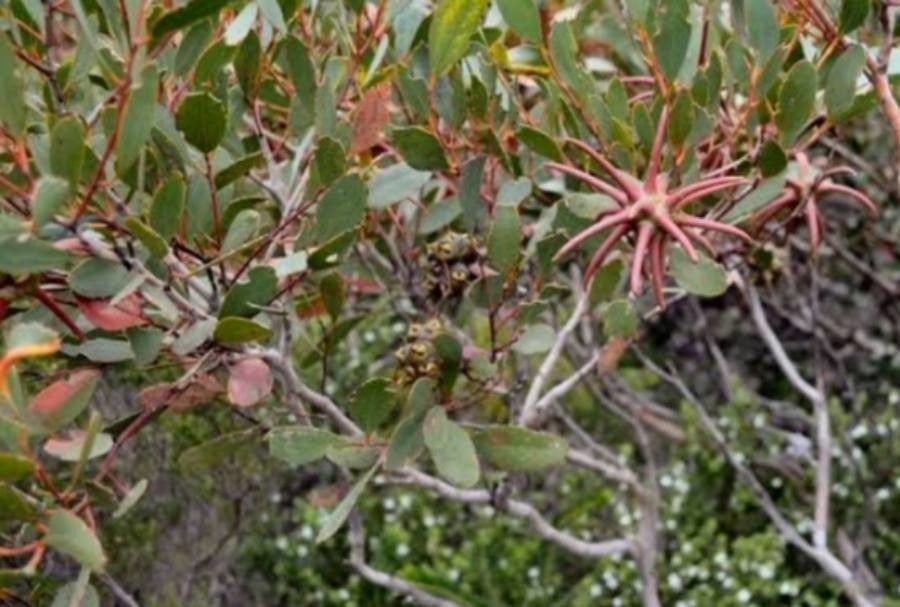 Eucalyptus lehmannii — search result for 'Eucalyptus'