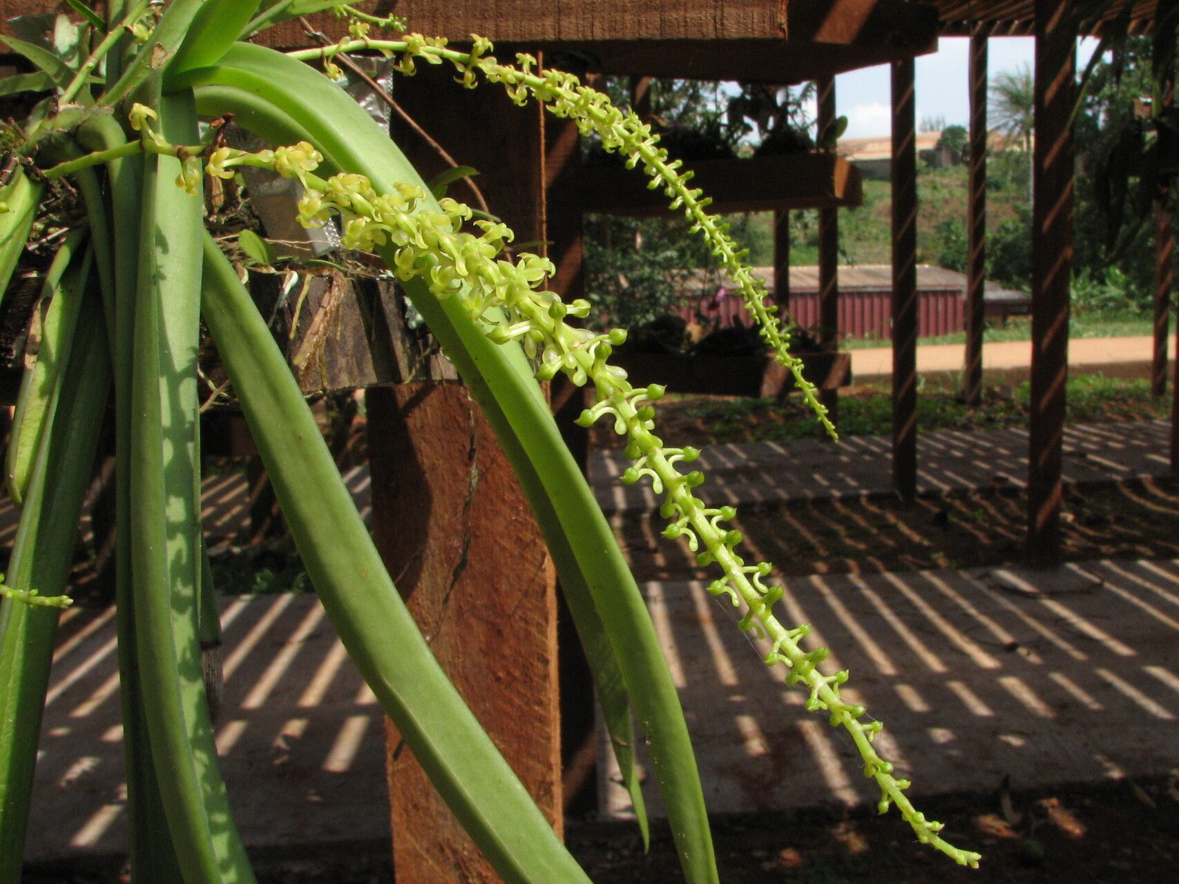 Diaphananthe vesicata habit