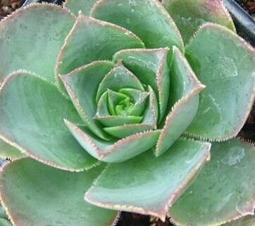 Aeonium escobarii — search result for 'Aeonium'