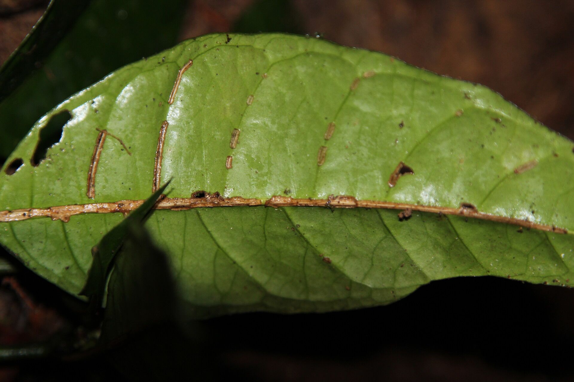Chassalia corallifera leaf