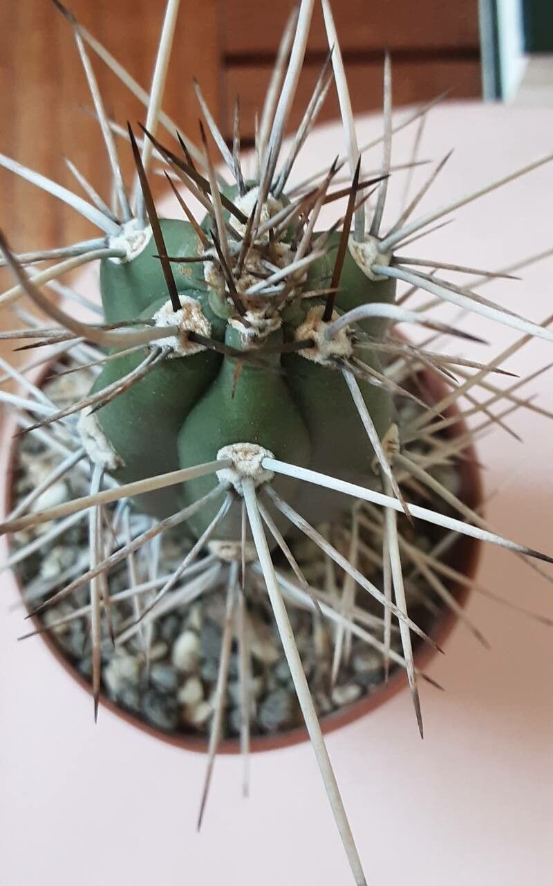 Harrisia martinii other