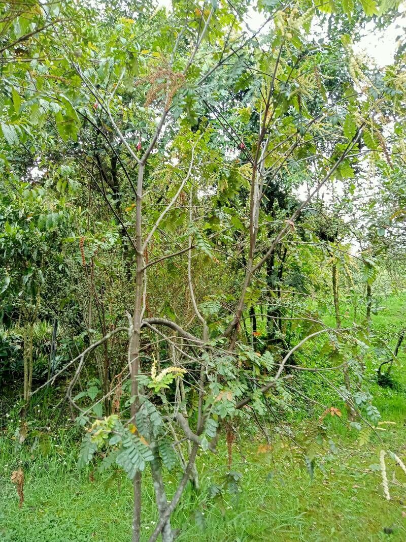 Weinmannia pubescens habit