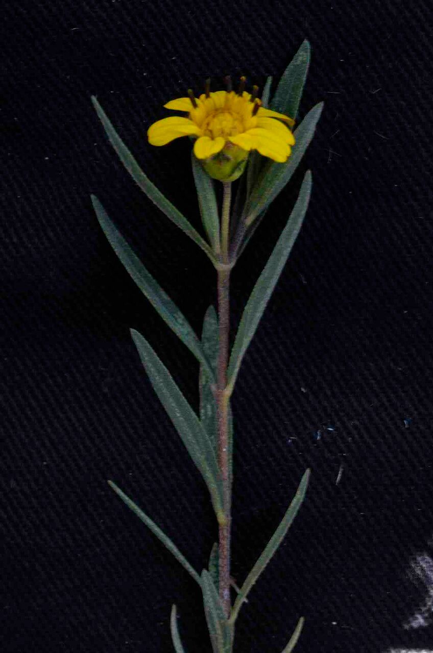 Aspilia foliosa flower