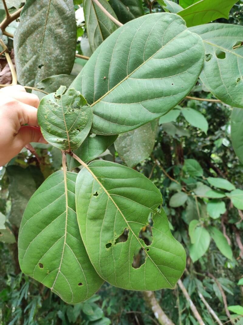 Ocotea valerioana — houseplant care guide