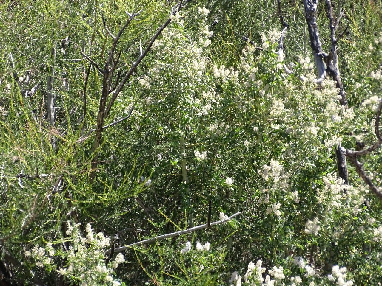 Ceanothus leucodermis habit