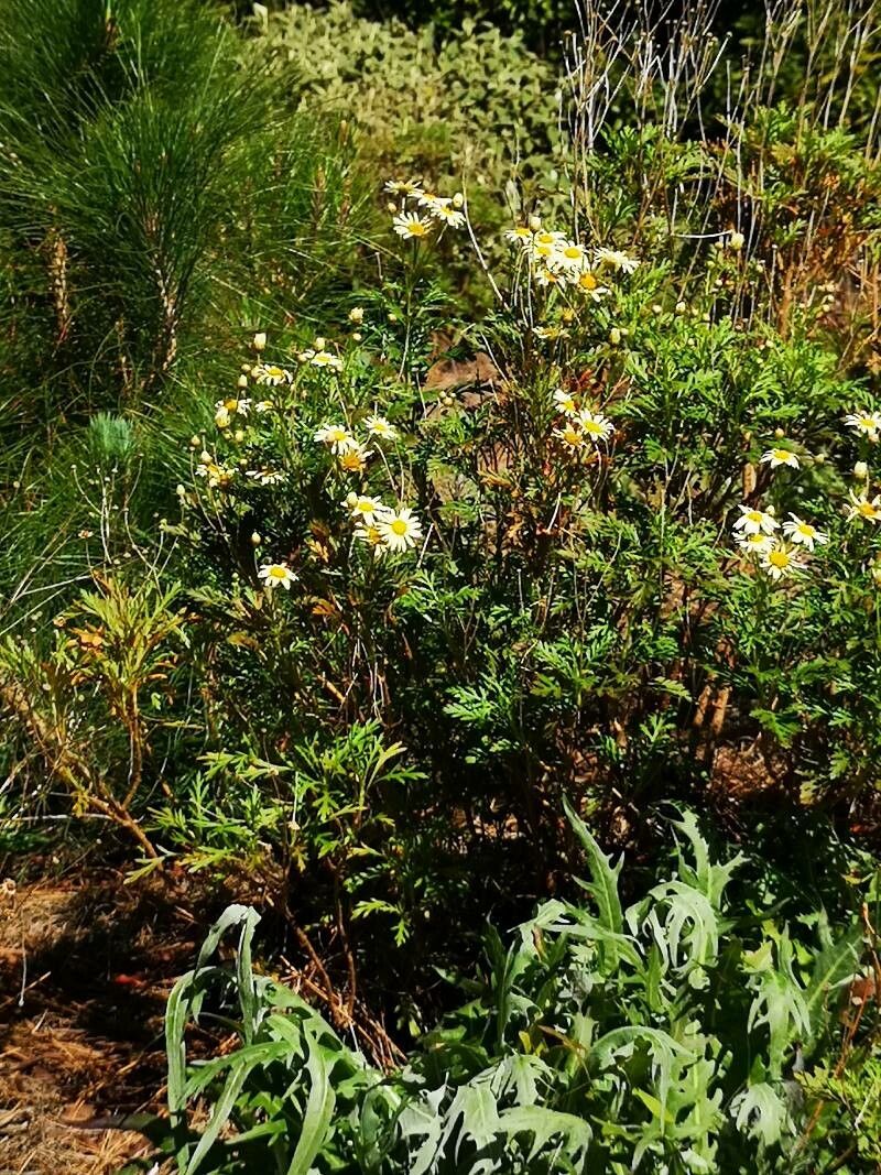 Argyranthemum broussonetii habit