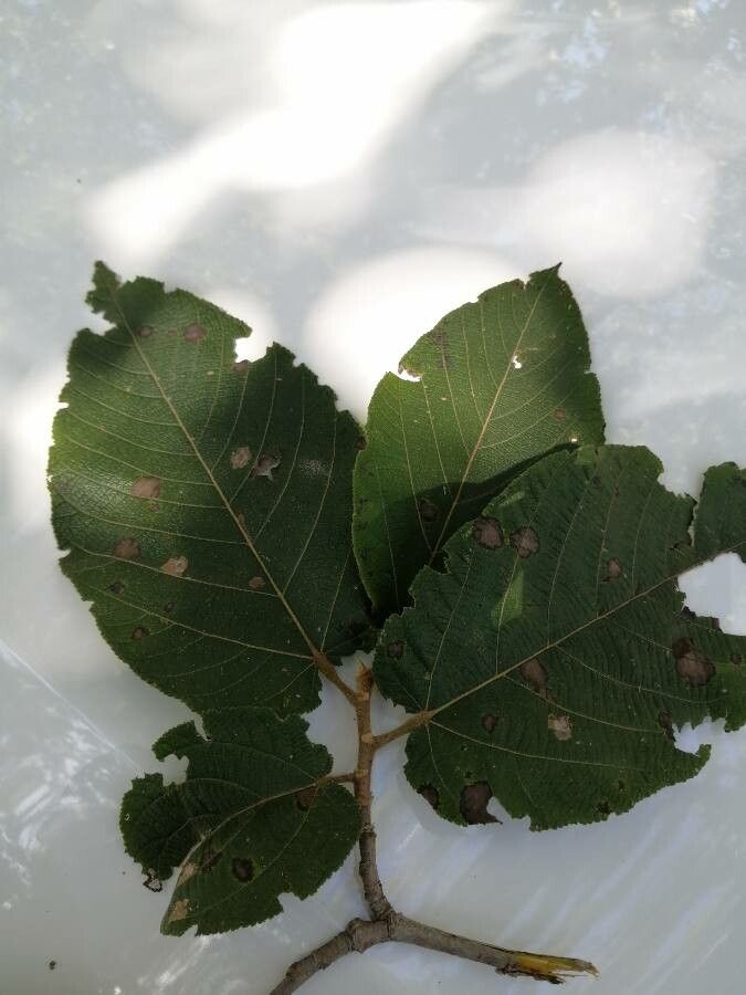 Apeiba tibourbou leaf