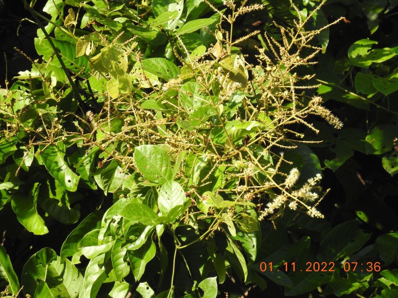 Combretum pyramidatum flower