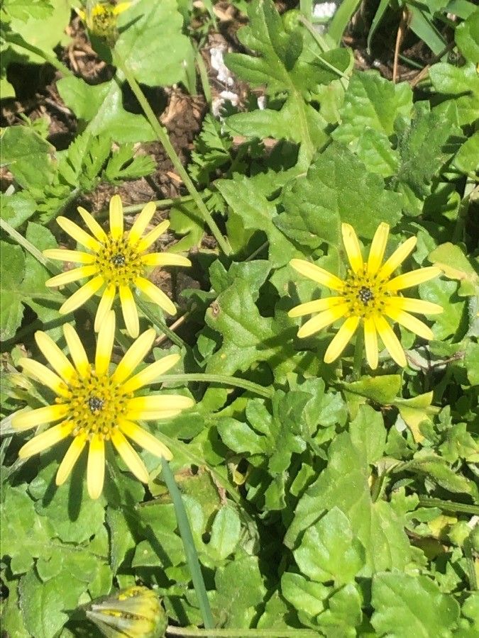 Arctotheca calendula flower