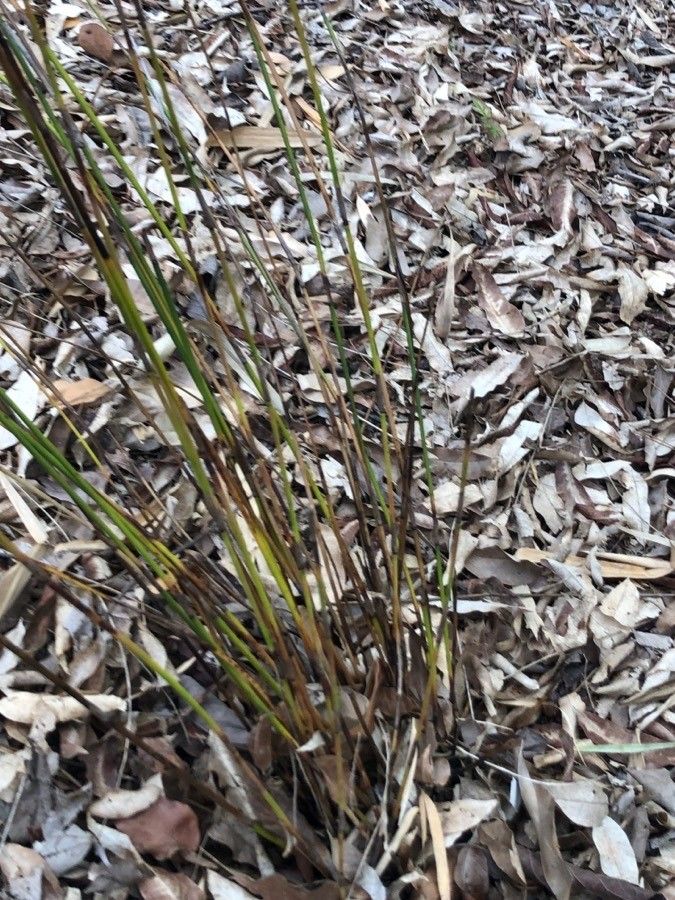 Thamnochortus insignis leaf