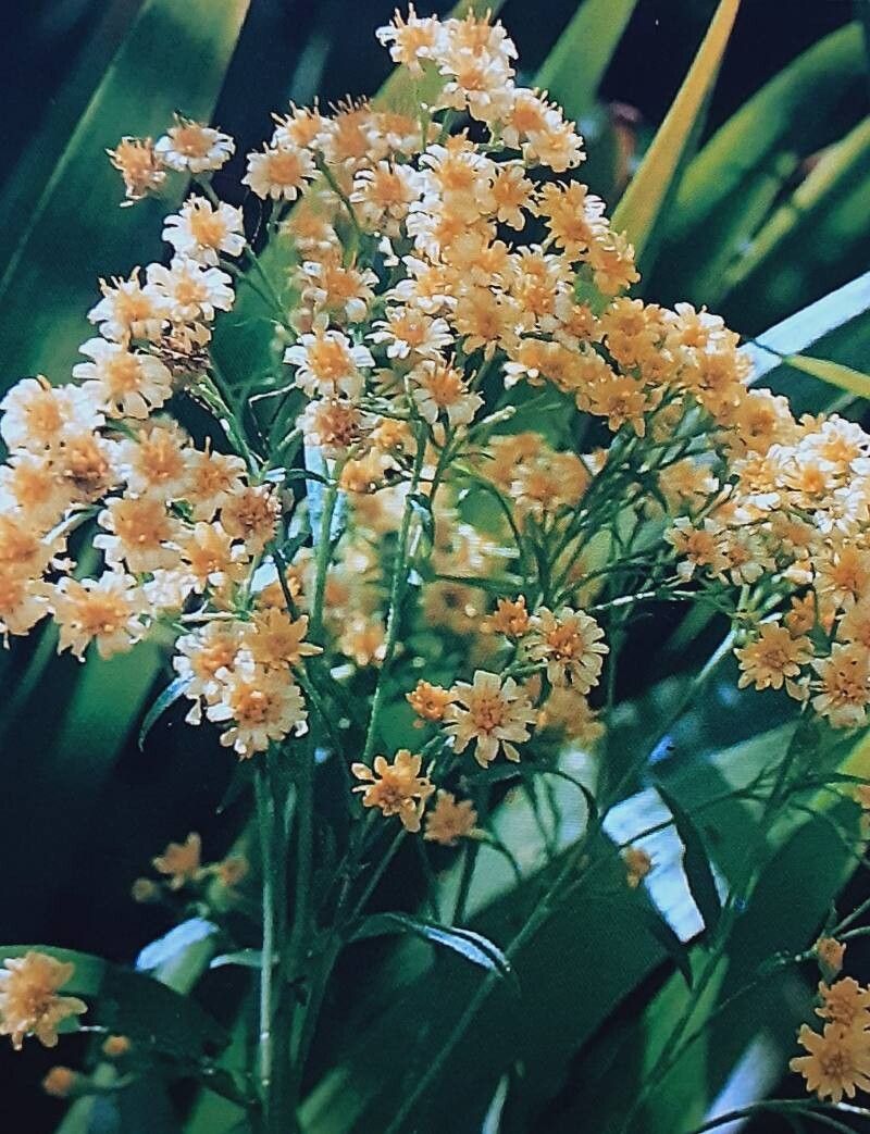 Solidago × luteus flower