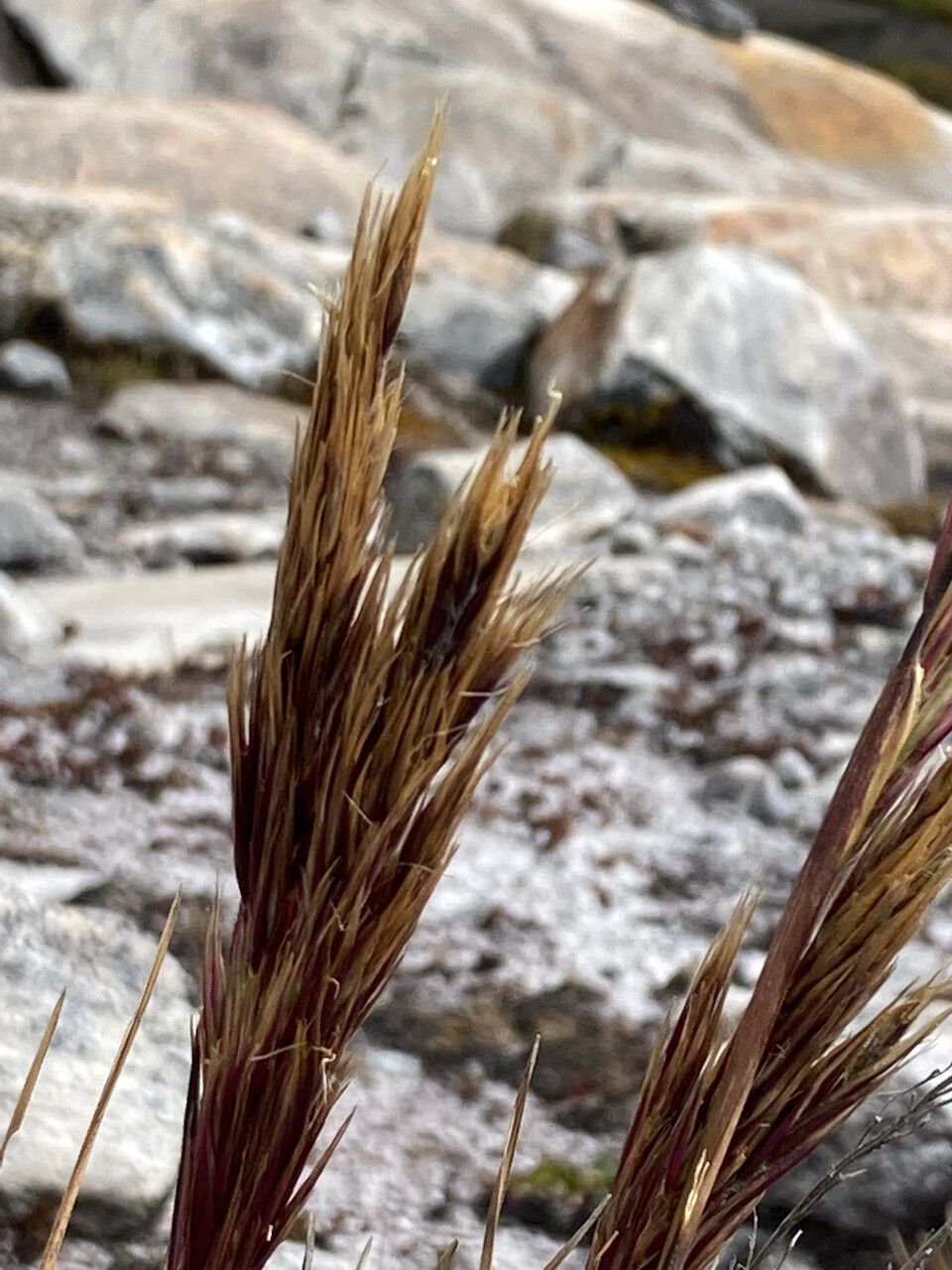 Cortaderia pungens flower