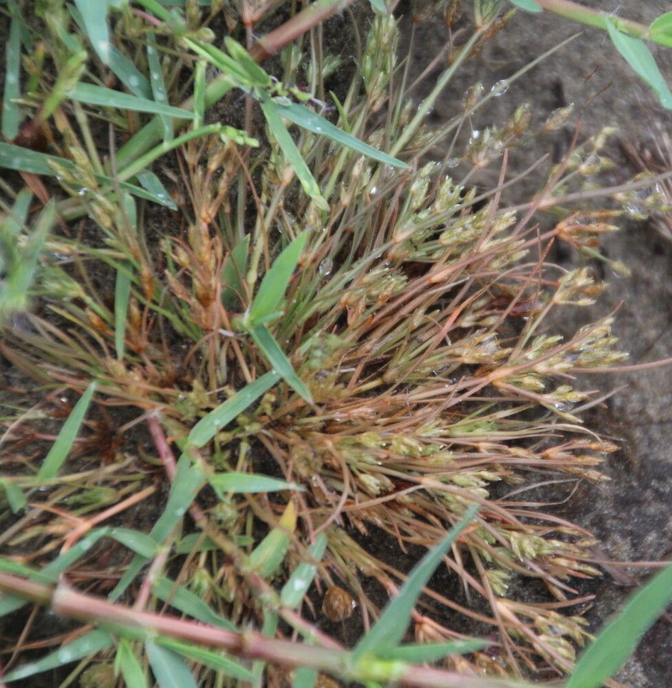 Fimbristylis velata habit