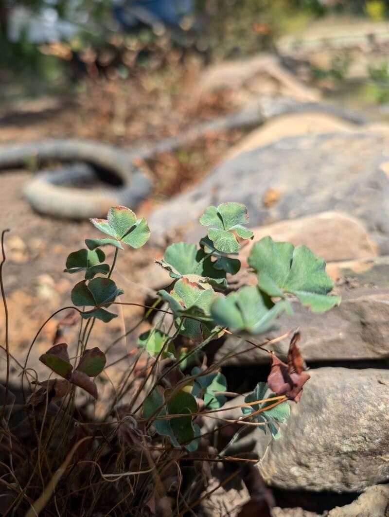 Marsilea macropoda — houseplant care guide