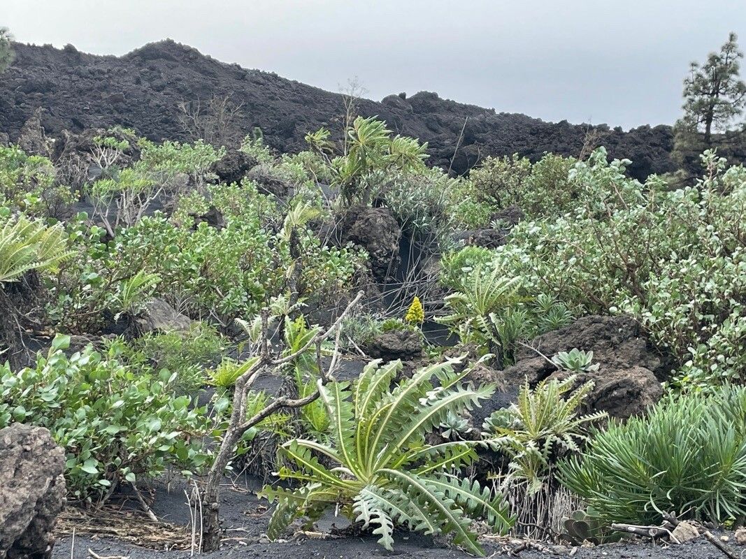 Sonchus palmensis leaf