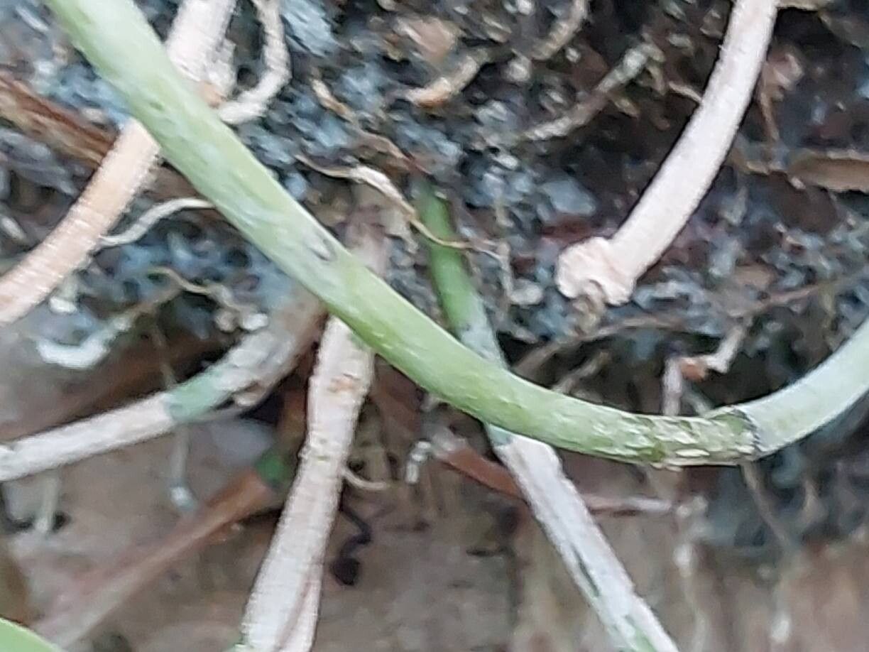 Pleurothallis sandemanii bark