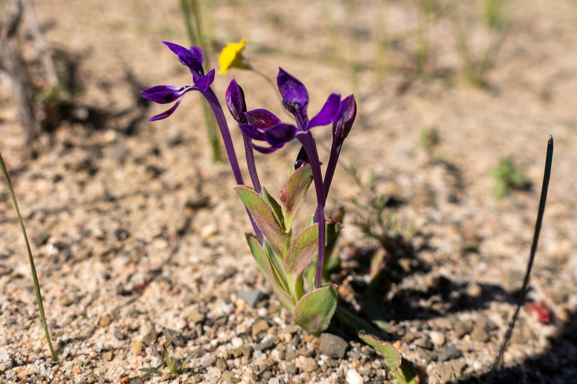 Lapeirousia jacquinii — related species from the same genus