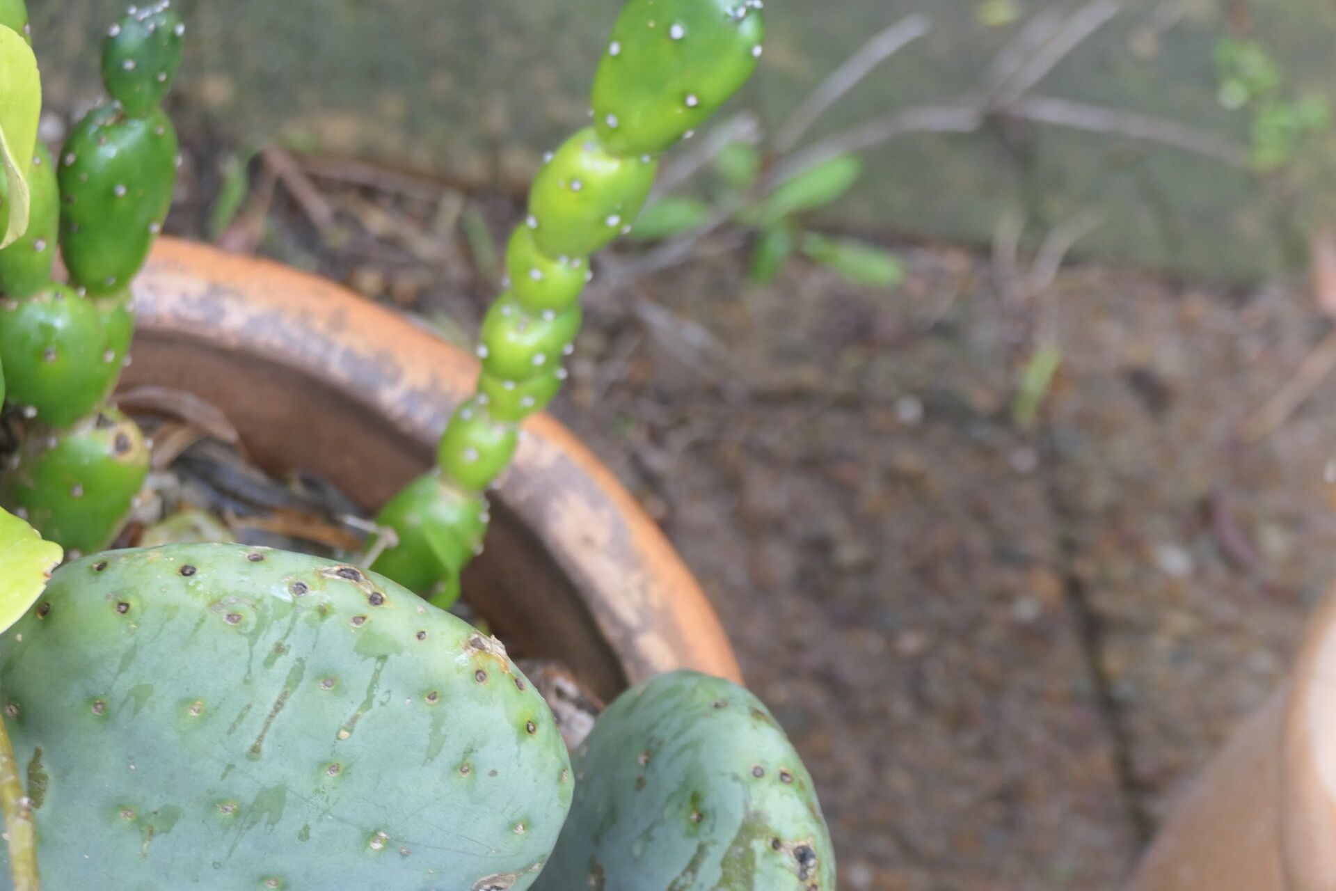 Opuntia spinulifera — houseplant care guide