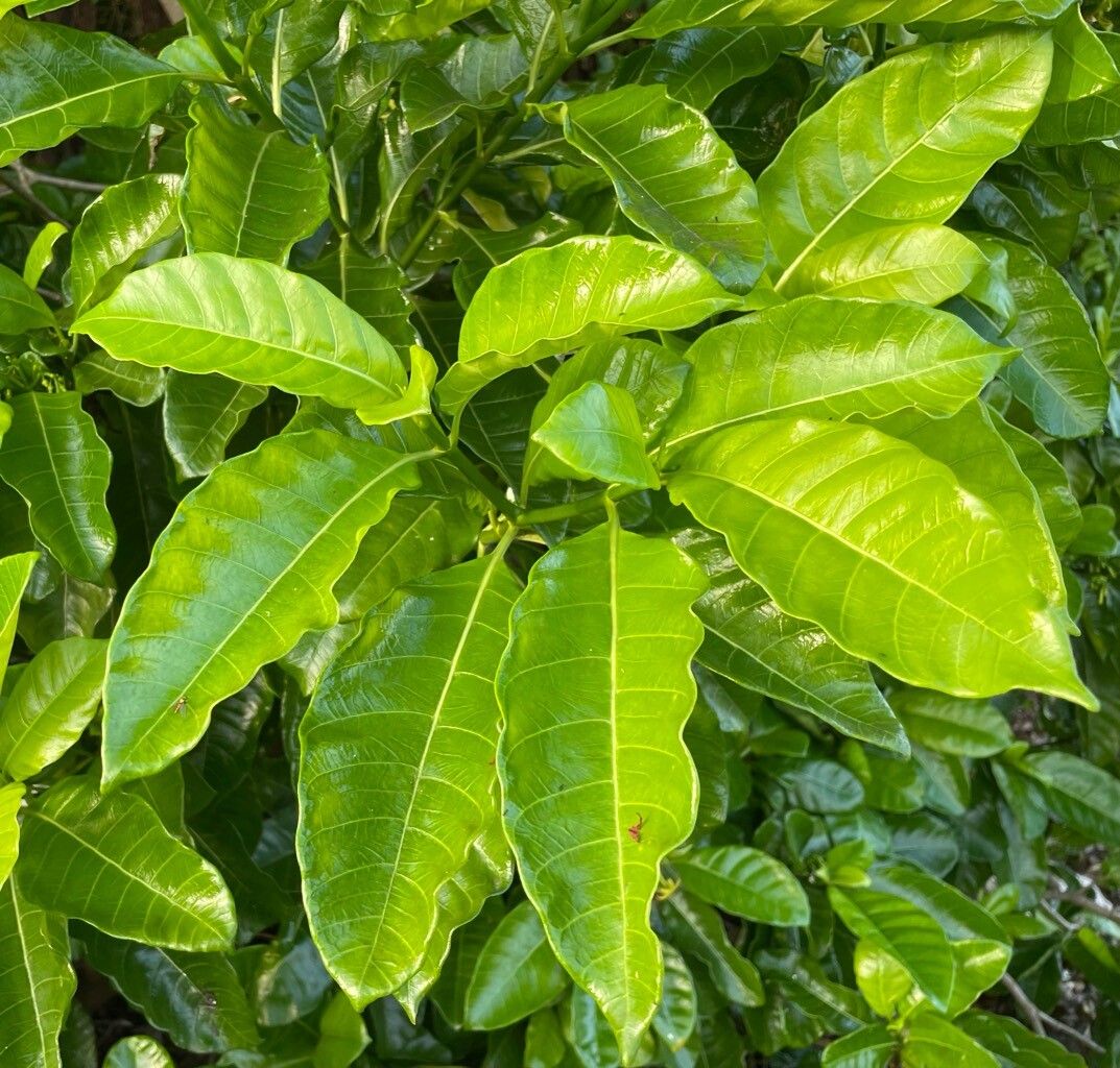 Tabernaemontana laurifolia leaf