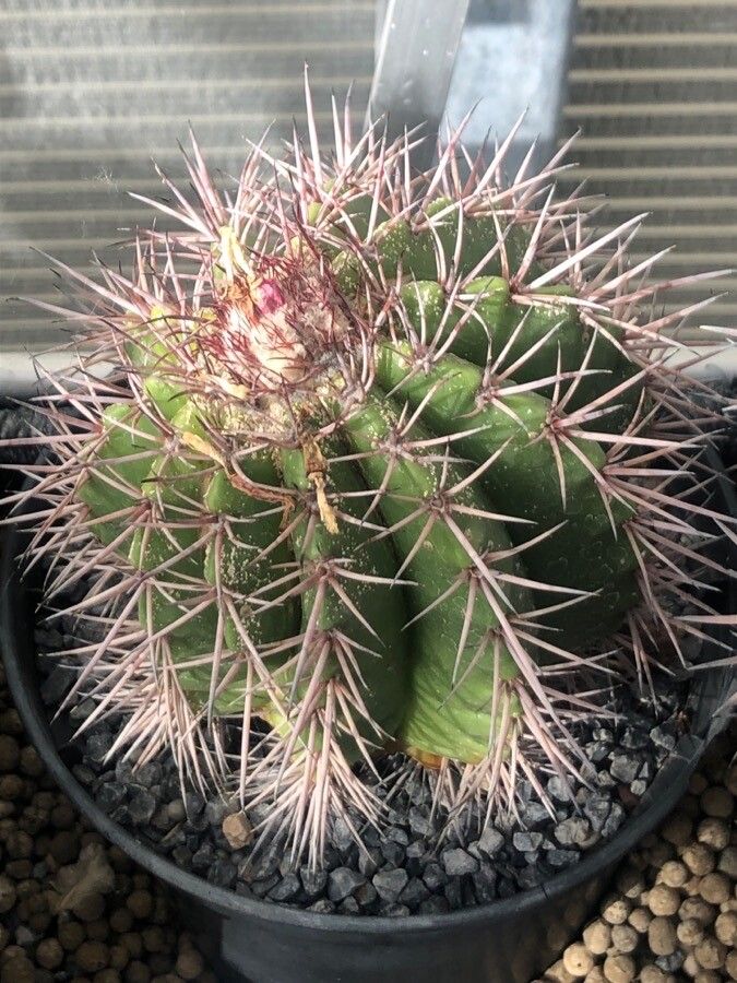 Melocactus oreas leaf