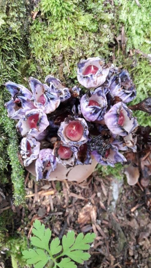 Lathraea clandestina fruit