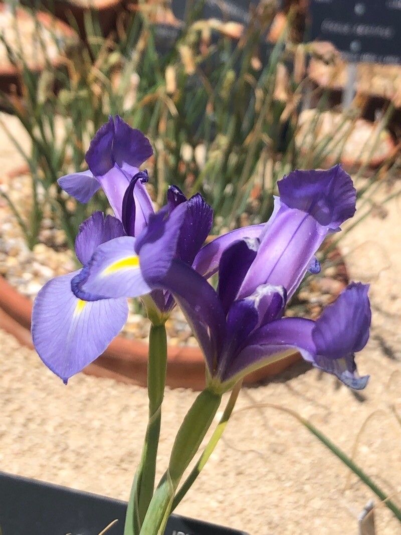 Xiphion serotinum — related species from the same genus