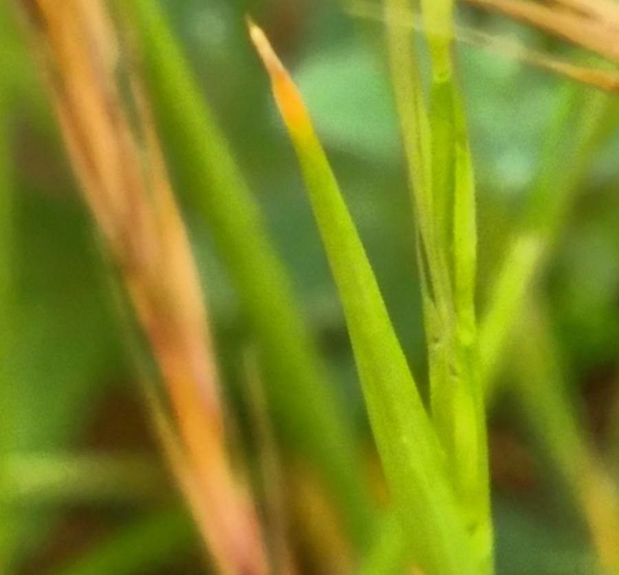 Vulpia ciliata leaf
