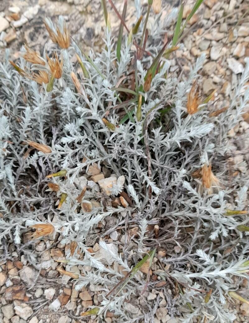 Lucilia recurva habit