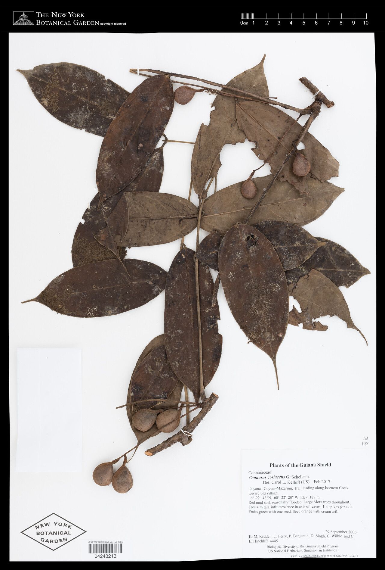 Connarus coriaceus fruit