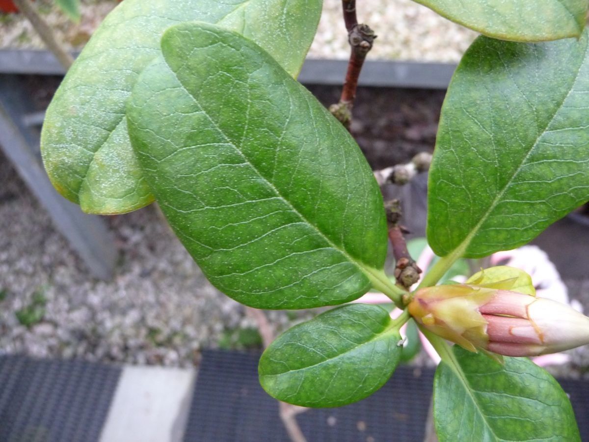 Rhododendron armitii — houseplant care guide