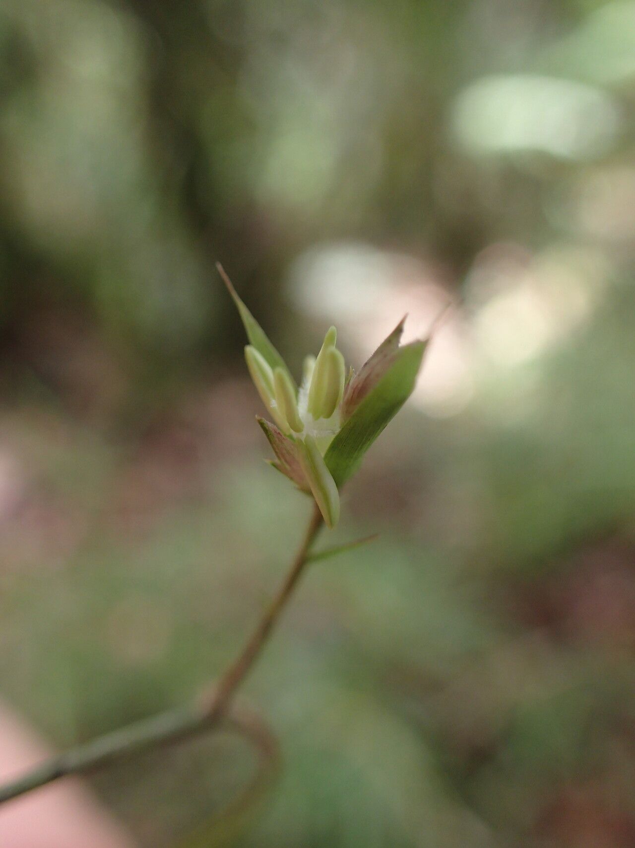 Nastus perrieri — houseplant care guide