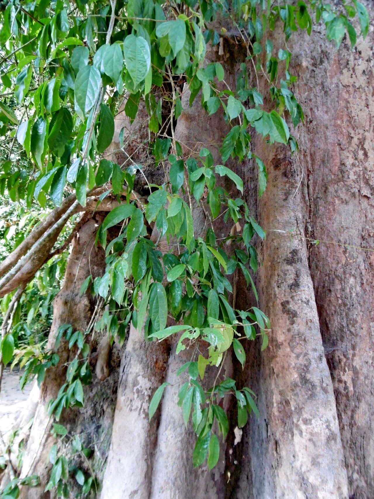 Irvingia malayana — related species from the same genus