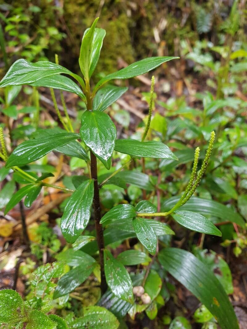Peperomia saligna flower
