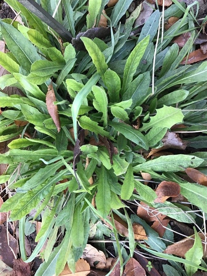 Leontodon tuberosus leaf