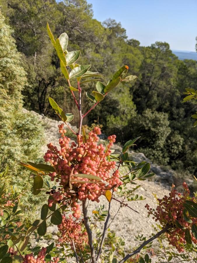 Pistacia × saportae fruit