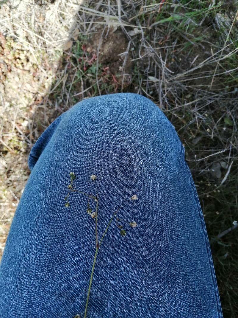Spergula pentandra fruit