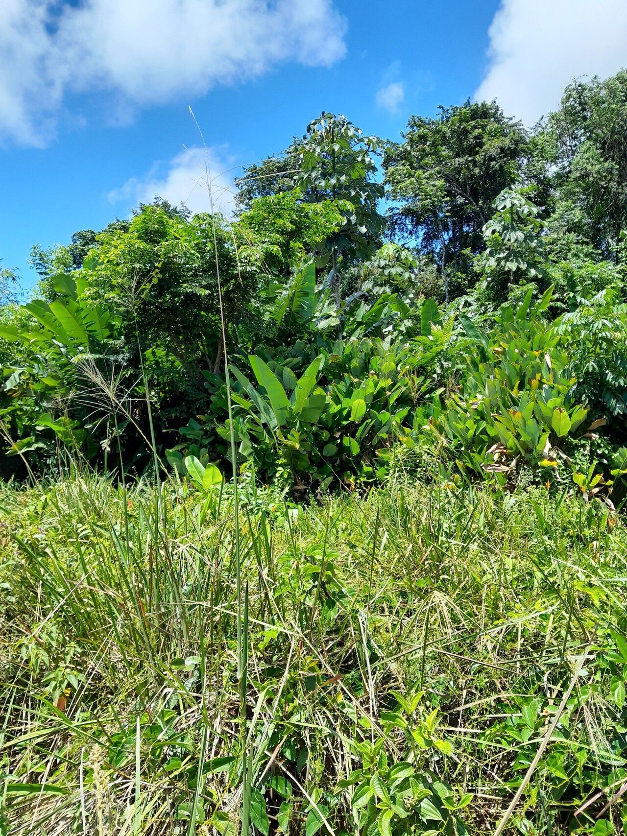 Axonopus surinamensis habit